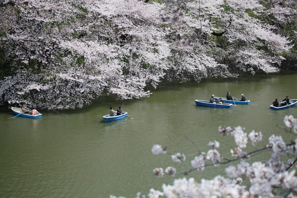 Ngắm hoa anh đào ở Tokyo -2