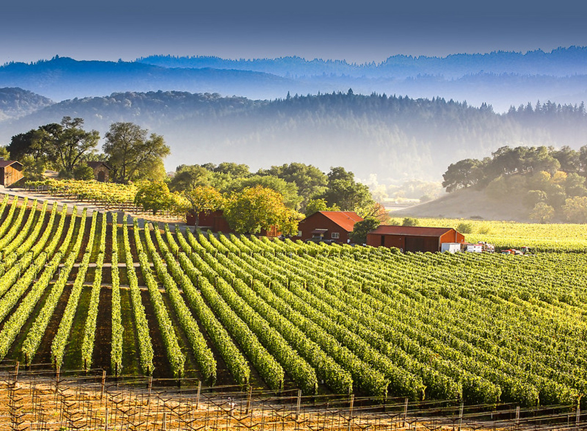 Napa Valley đóng góp rất nhiều vào sự phát triển của công nghiệp rượu vang ở California. - 2