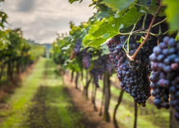 Thử sự khác biệt của vang Bồ Đào Nha - 1