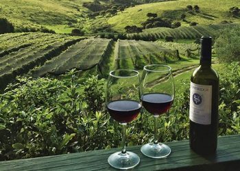 Vang Stonyridge New Zealand hướng đến phong cách Pháp - 1