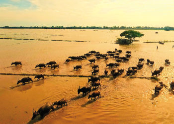 Người nông dân miền Tây lùa đàn trâu đi len trong mùa nước nổi ở Đồng bằng sông Cửu Long.