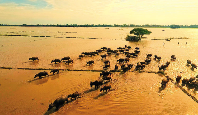 Người nông dân miền Tây lùa đàn trâu đi len trong mùa nước nổi ở Đồng bằng sông Cửu Long.