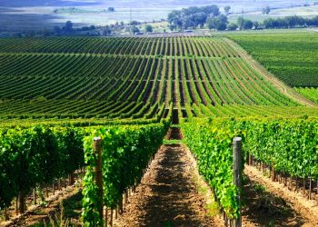 Rượu vang Tokaji Aszu, công nghệ hỗ trợ truyền thống