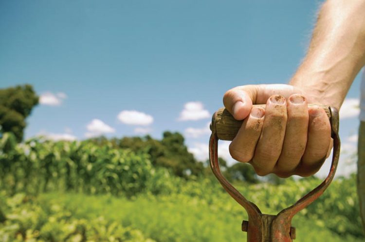 Chuyện nhà tôi: Nhà vườn… chết giấc