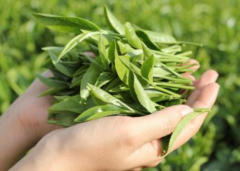 Chăm sóc sắc đẹp bằng trà xanh 7