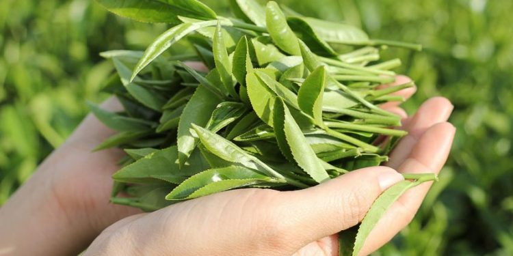 Chăm sóc sắc đẹp bằng trà xanh 7