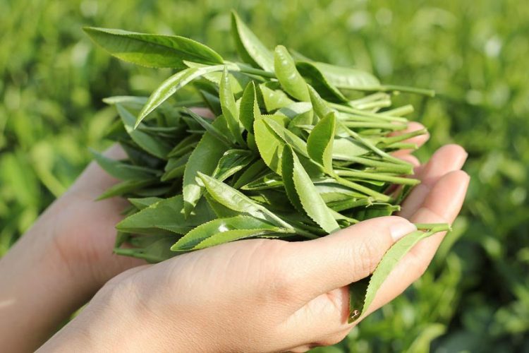 Chăm sóc sắc đẹp bằng trà xanh 7
