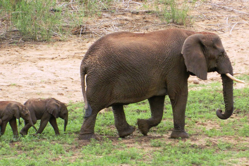 Voi đuổi theo người để tìm kiếm thức ăn tại Ấn Độ