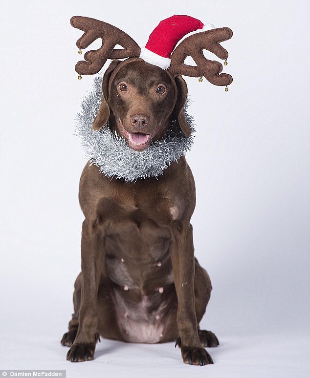 Mang hơi ấm Giáng sinh cho những chú chó cơ nhỡ
