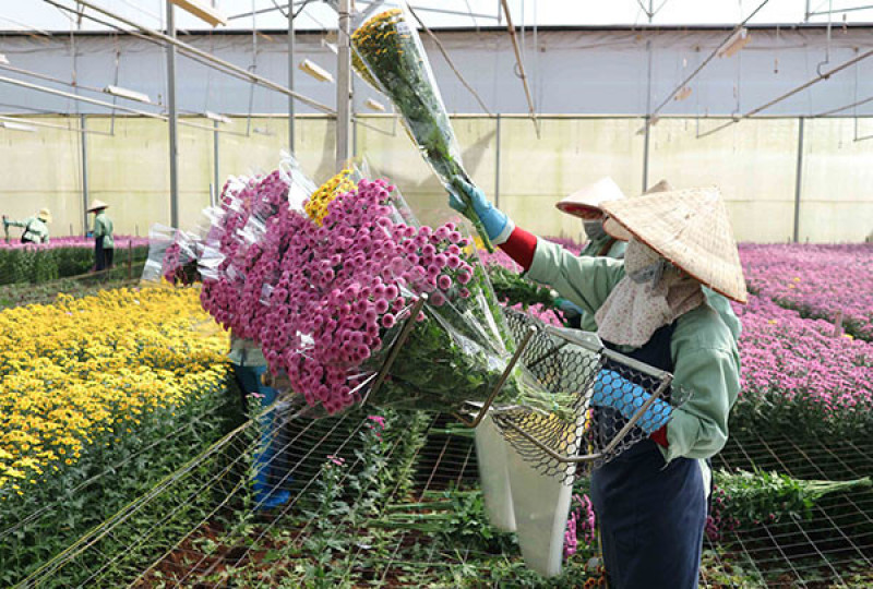 Tín hiệu mới cho việc xuất khẩu hoa ở Đà Lạt