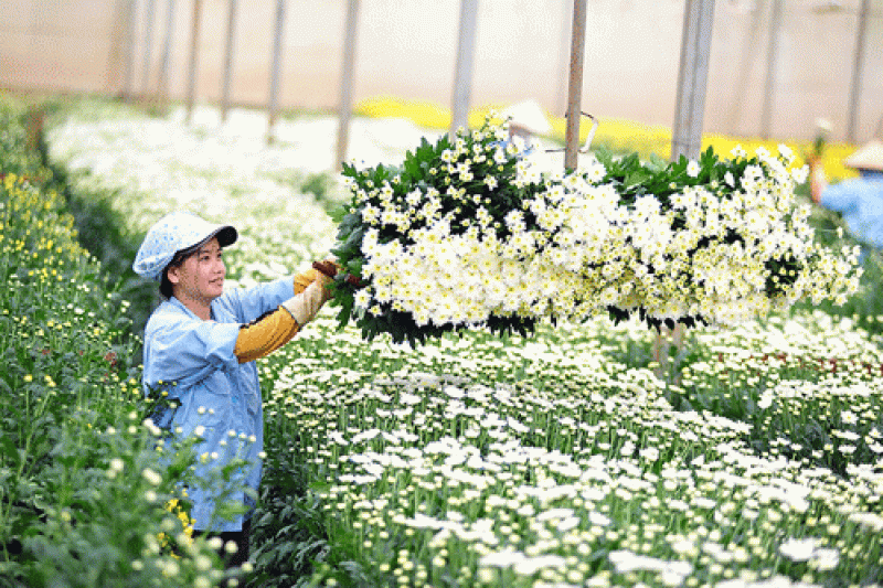 Tín hiệu mới cho việc xuất khẩu hoa ở Đà Lạt