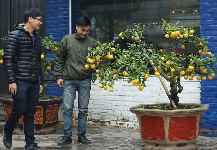 Vườn chanh bonsai bán Tết của nông dân Hưng Yên 