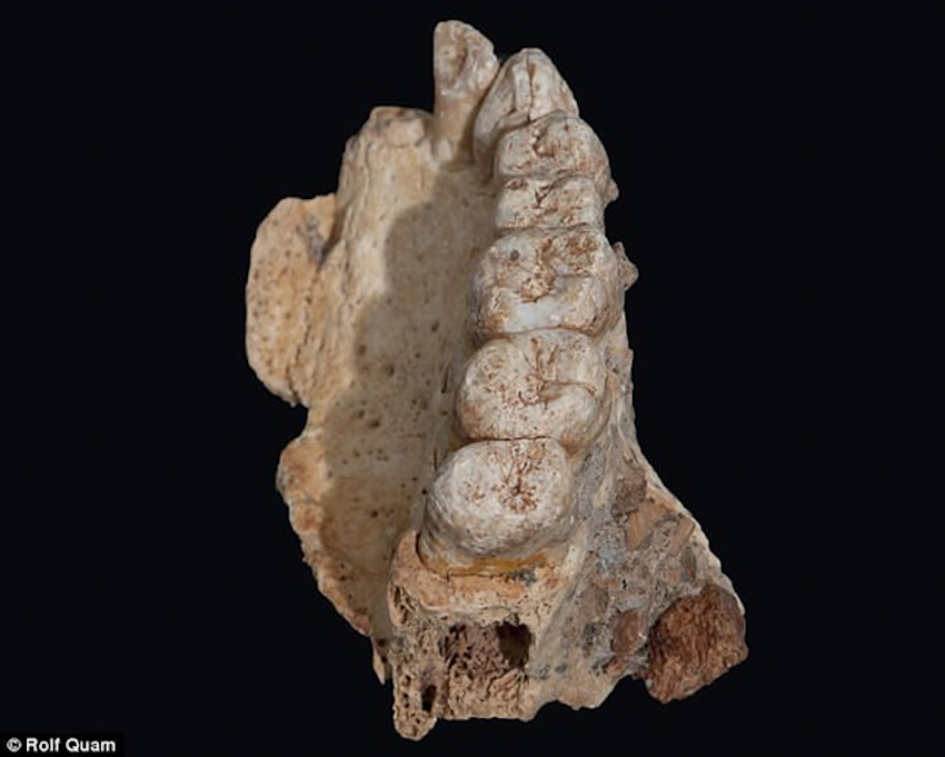 Phát hiện hóa thạch người ở Israel, có thể viết lại lịch sử loài người
