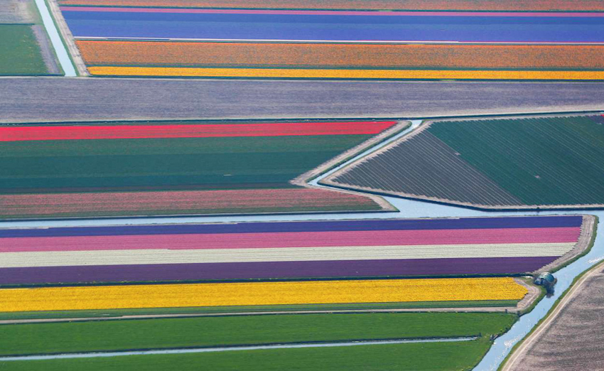 Rực rỡ mùa hoa tulip ở Hà Lan, hoa chuông xanh ở Bỉ