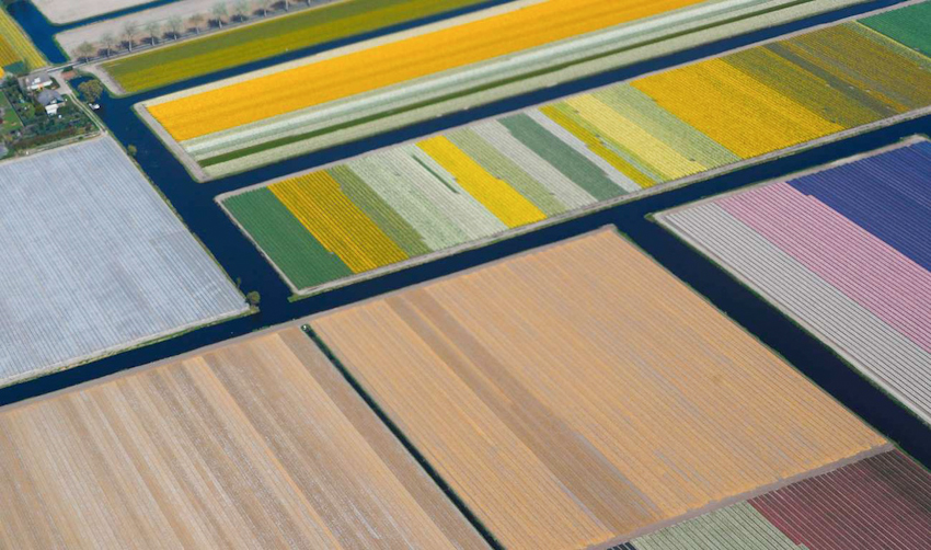 Rực rỡ mùa hoa tulip ở Hà Lan, hoa chuông xanh ở Bỉ