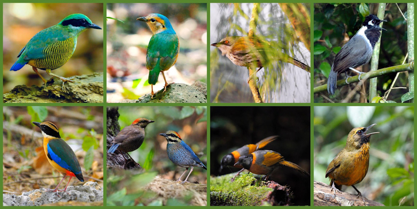 Khi ASEAN, Nhật, Hàn Quốc cùng bảo vệ chim hoang dã
