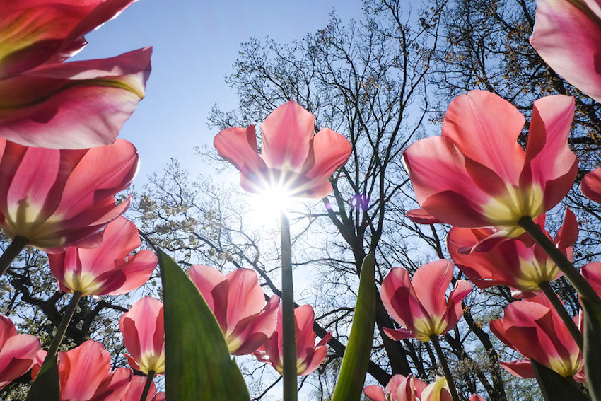 7 triệu đóa hoa tulip cùng khoe sắc ở Hà Lan