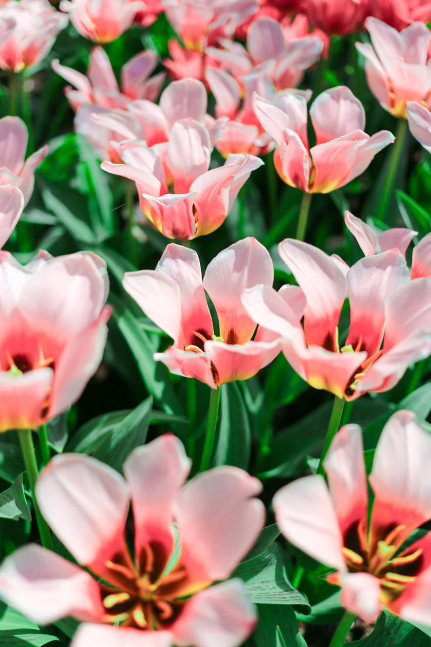 7 triệu đóa hoa tulip cùng khoe sắc ở Hà Lan