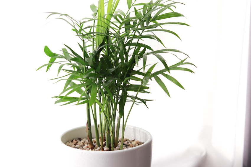 Thanh lọc không khí với 10 loại cây thích hợp trồng trong nhà