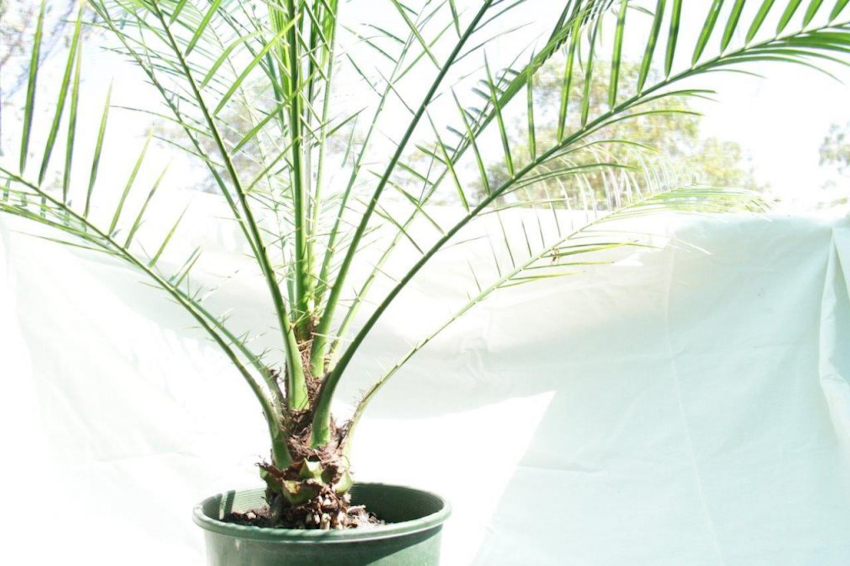 Thanh lọc không khí với 10 loại cây thích hợp trồng trong nhà