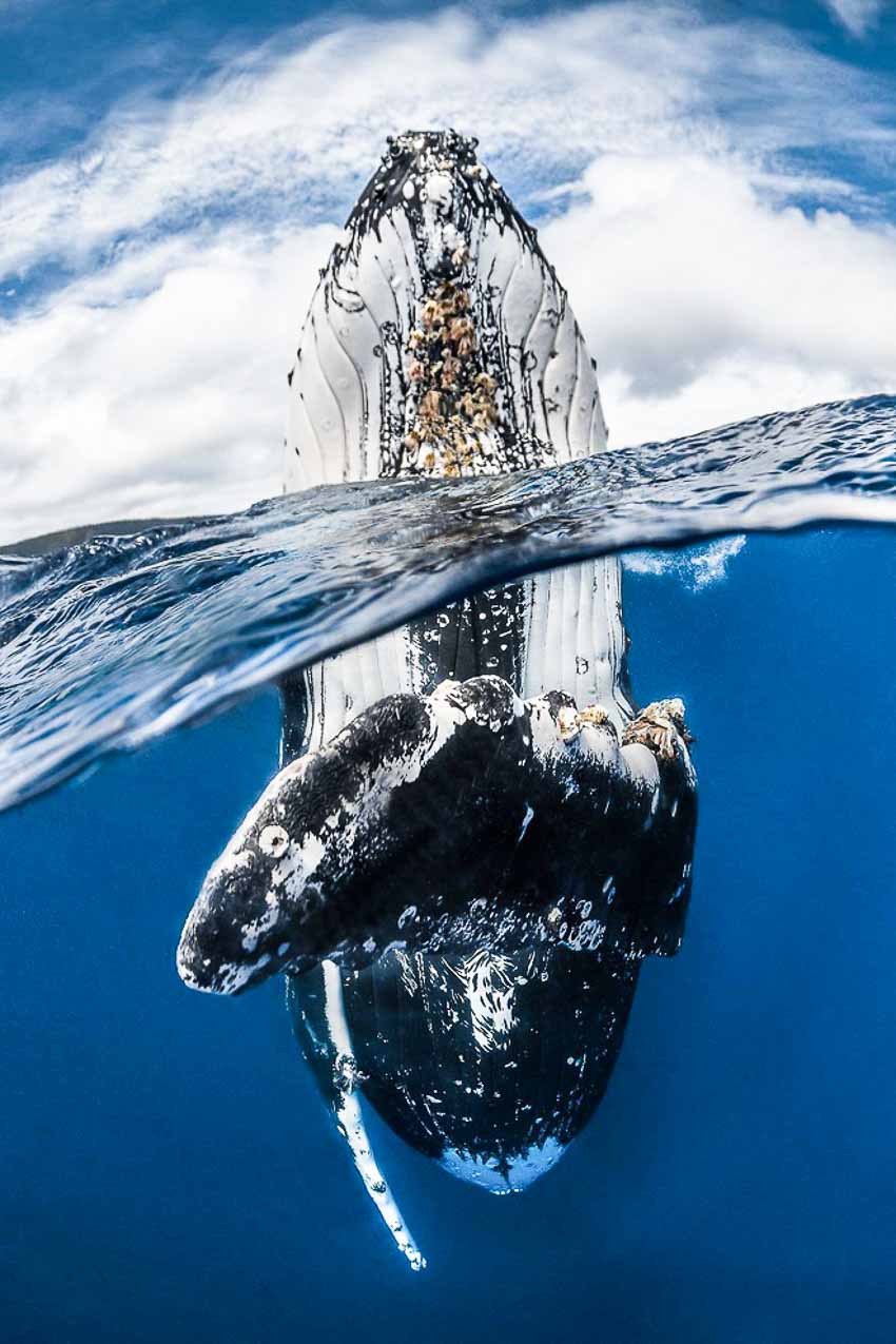 Những bức ảnh đẹp đến nghẹt thởđoạt giải Underwater Photographer Of The Year 2018