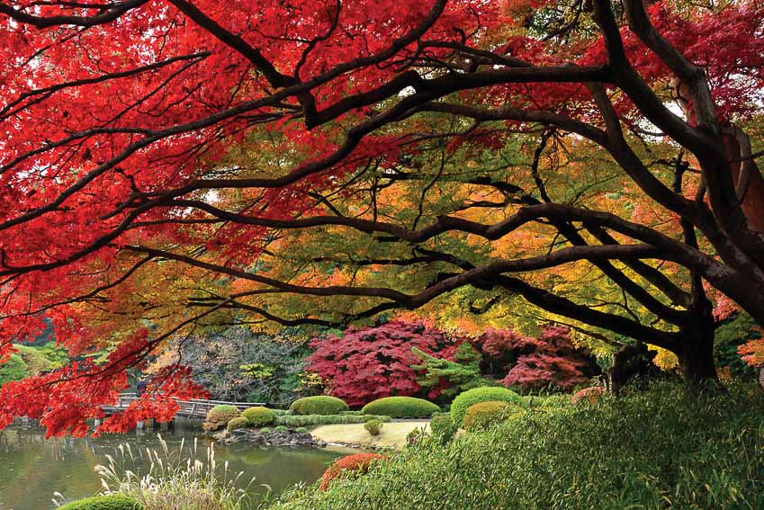 Du lịch Nhật Bản vào mùa lá đỏ