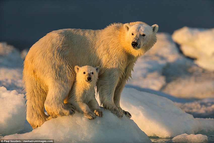 Hành trình của những chú gấu trắng Bắc cực qua ống kính NAG Paul Souders 7