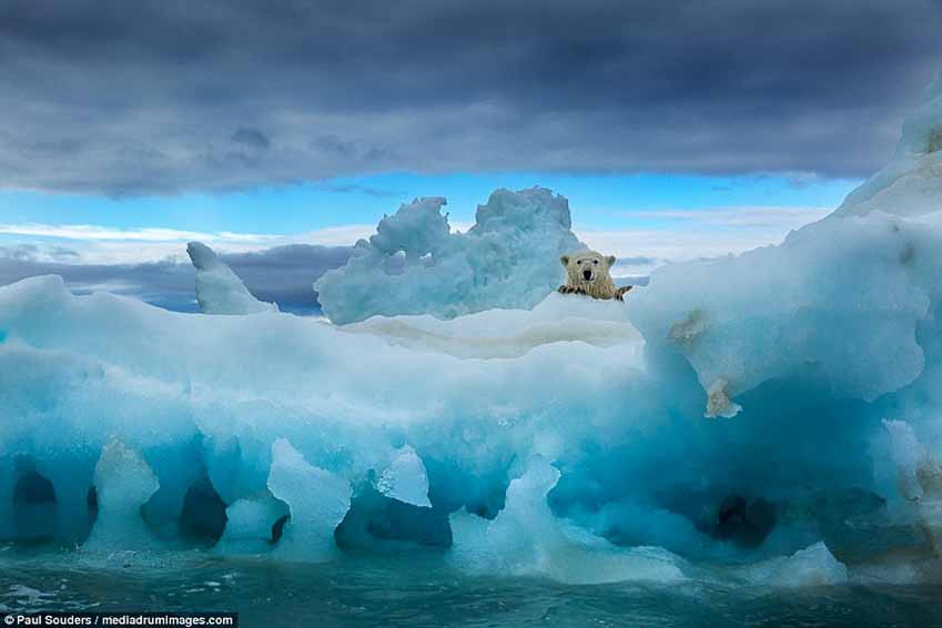 Hành trình của những chú gấu trắng Bắc cực qua ống kính NAG Paul Souders 12