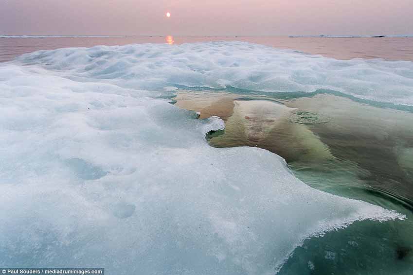 Hành trình của những chú gấu trắng Bắc cực qua ống kính NAG Paul Souders 1
