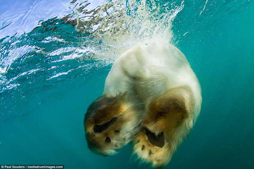 Hành trình của những chú gấu trắng Bắc cực qua ống kính NAG Paul Souders 3