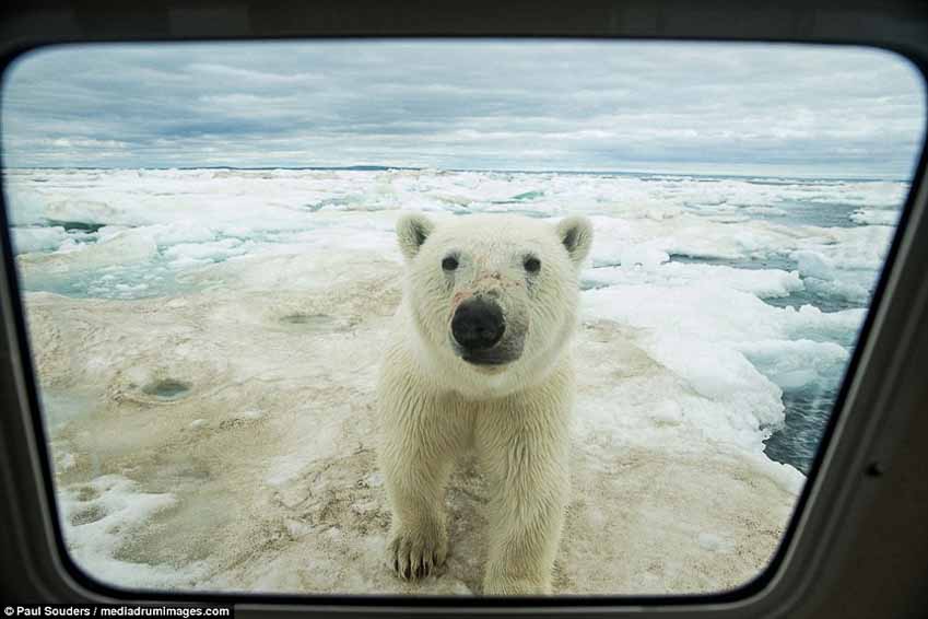 Hành trình của những chú gấu trắng Bắc cực qua ống kính NAG Paul Souders 2