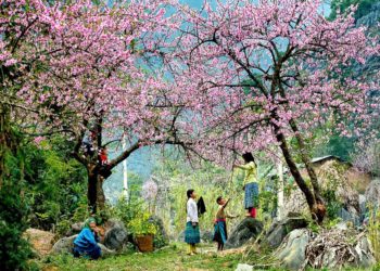 du-lich-tay-bac-nhung-mua-hoa-7