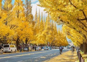 duong-Icho-Namiki-o-Nhat-Ban-4