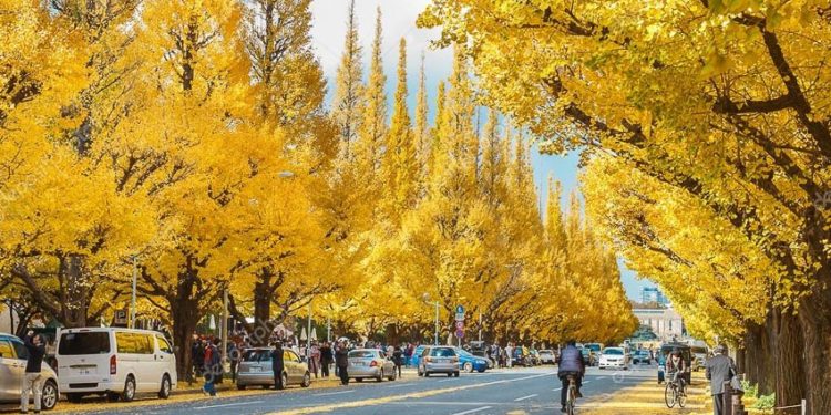 duong-Icho-Namiki-o-Nhat-Ban-4