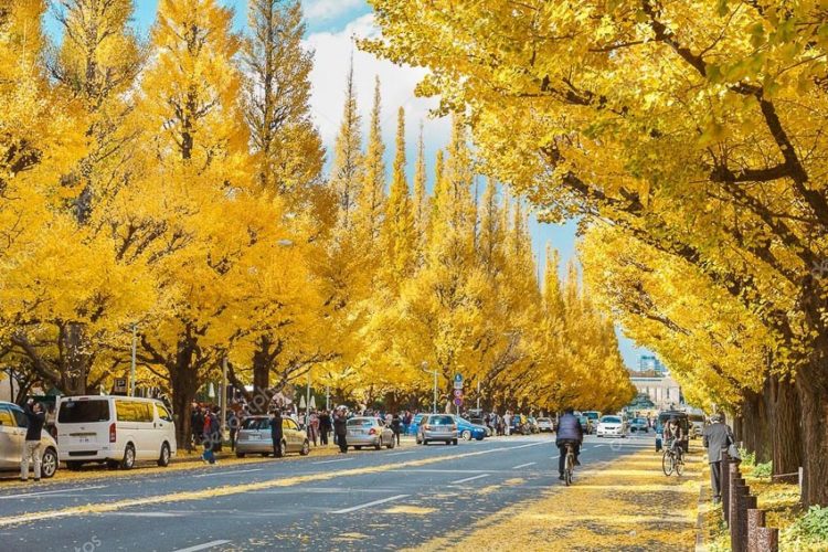 duong-Icho-Namiki-o-Nhat-Ban-4