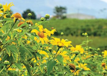 DNP777-mien-man-mua-da-quy-vang