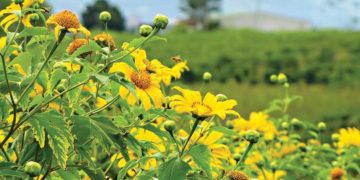 DNP777-mien-man-mua-da-quy-vang