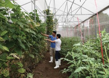 DNSG776-san-xuat-nong-nghiep-huu-co-o-Lam-Dong-nhieu-trien-vong