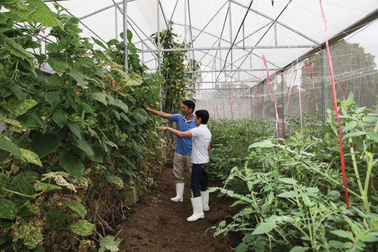 DNSG776-san-xuat-nong-nghiep-huu-co-o-Lam-Dong-nhieu-trien-vong