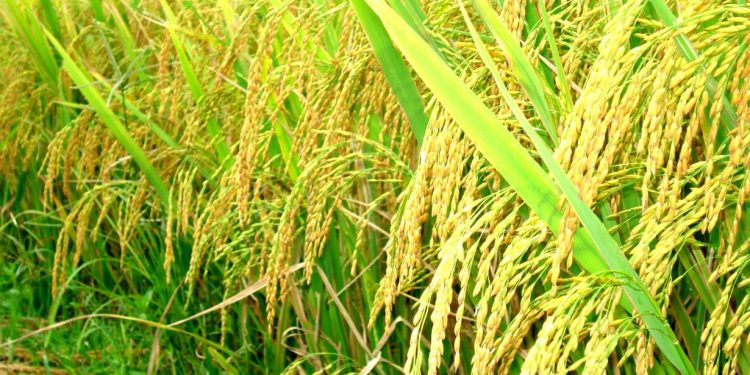 18-12-2018 | Festival Lúa gạo lần 3 tập trung vào chủ đề “nông dân 4.0”