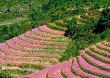 Lỗi không ở hoa tam giác mạch - 12