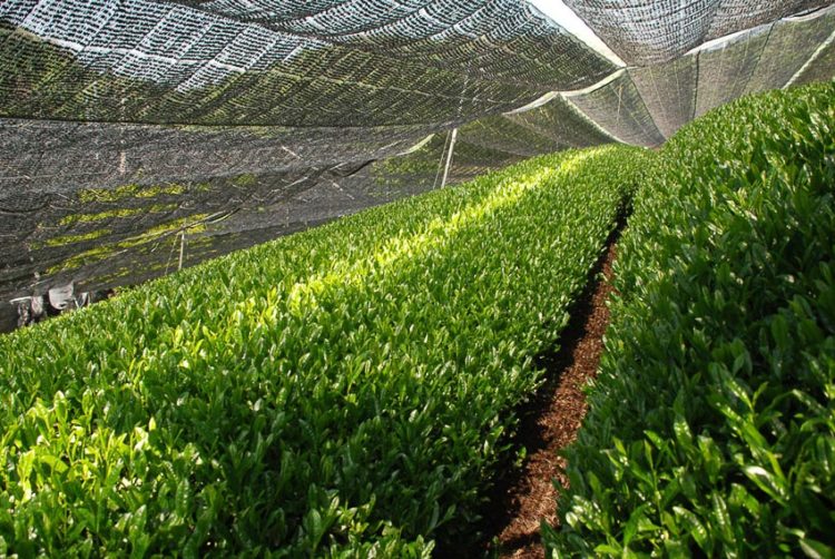 Thưởng trà với 5 loại cực kỳ quý hiếm 2