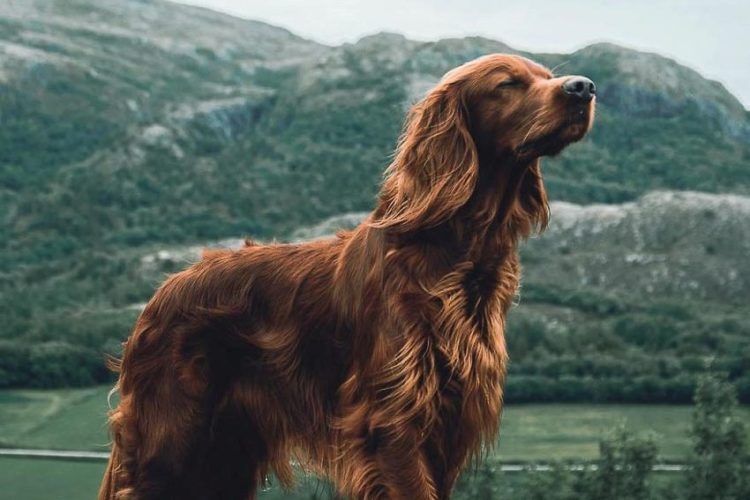 Chú chó Troja nổi tiếng với những bức hình check-in tại rừng Na Uy