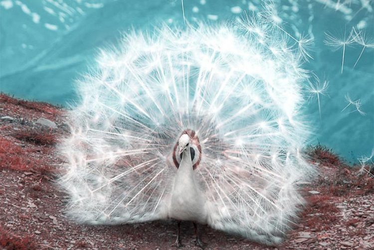 Động vật bước ra từ thần thoại qua bàn tay Photoshop của nghệ sĩ 21 tuổi