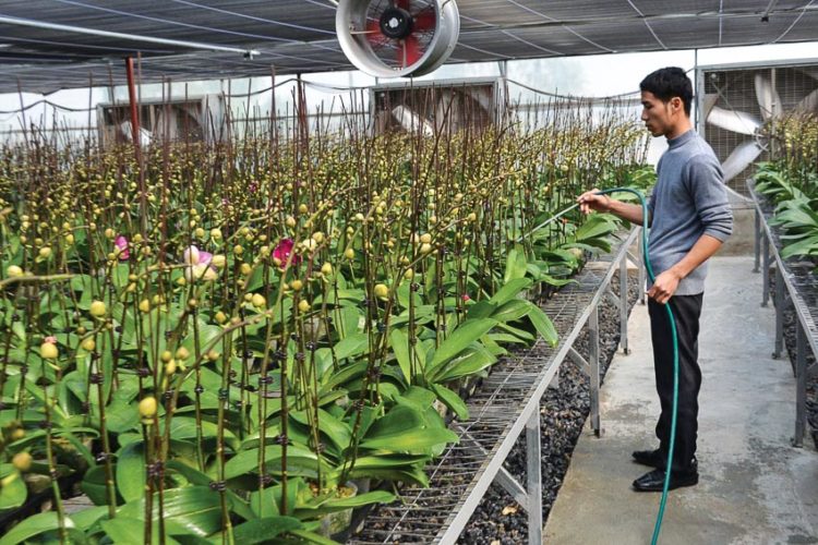 Các nhà vườn ngày càng đầu tư mạnh tay cho vụ hoa dịp Tết Kỷ Hợi 2019