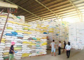 Hạt gạo Việt Nam bước đầu thâm nhập được các thị trường yêu cầu chất lượng cao