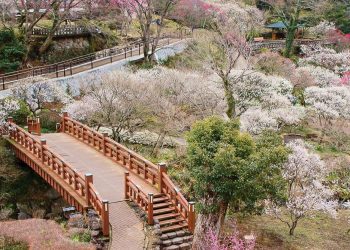 Hoa mận bừng nở ở công viên Ume