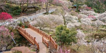 Hoa mận bừng nở ở công viên Ume