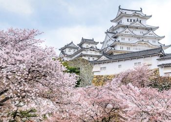 Đến Nhật ngắm hoa anh đào