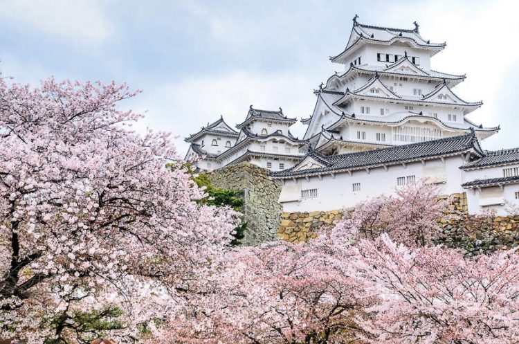 Đến Nhật ngắm hoa anh đào